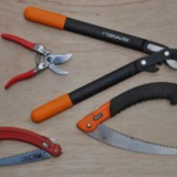 Подрязване на сливи през есента, така че да има добра реколта